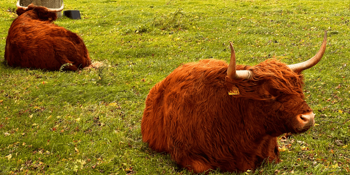 Oletko valmis ostamaan koeputkilihaa samalla, kun lähituottaja kuolee sukupuuttoon?